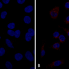 Mouse Anti-VPS35 Antibody [10A8] used in Immunocytochemistry/Immunofluorescence (ICC/IF) on Human A549 cells (SMC-605)