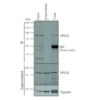 Mouse Anti-VPS35 Antibody [10A8] used in Immunoprecipitation (IP) on Human A549 cells (SMC-605)