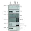 Mouse Anti-VPS35 Antibody [10A8] used in Immunoprecipitation (IP) on Human A549 cells (SMC-605)