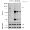 Mouse Anti-VPS35 Antibody [10A8] used in Immunoprecipitation (IP) on Human A549 cells (SMC-605)
