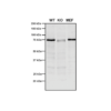 Mouse Anti-VPS35 Antibody [10A8] used in Western Blot (WB) on Human, Mouse A549, MEF (SMC-605)