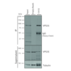 Mouse Anti-VPS35 Antibody [11H10] used in Immunoprecipitation (IP) on Human A549 cells (SMC-606)