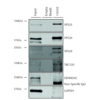 Mouse Anti-VPS35 Antibody [11H10] used in Immunoprecipitation (IP) on Human A549 cells (SMC-606)
