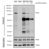 Mouse Anti-VPS35 Antibody [11H10] used in Immunoprecipitation (IP) on Human A549 cells (SMC-606)