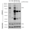 Mouse Anti-VPS35 Antibody [11H10] used in Immunoprecipitation (IP) on Mouse embryonic fibroblast (SMC-606)
