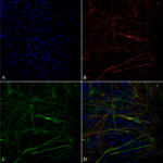 SMC-607_Tau_Antibody_1D5_ICC-IF_Human_iPSC-derived-neurons_1.png