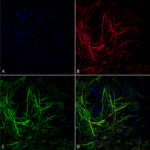 SMC-608_Tau_Antibody_3D4_ICC-IF_Human_iPSC-derived-neurons_1.png