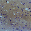 Mouse Anti-NOS1/ nNOS Antibody [J23] used in Immunohistochemistry (IHC) on Rat brain tissue (SMC-609)