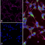 SMC-609_NOS1-nNos_Antibody_J23_ICC-IF_Human_Differentiated-SH-SY5Y_1.png