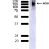 Mouse Anti-NOS1/nNOS Antibody [J23] used in Western Blot (WB) on Mouse Cerebellum (SMC-609)