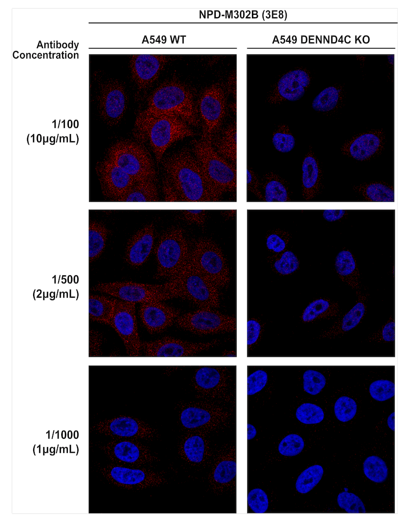 Mouse Anti-DENND4C Antibody [3E8] used in Immunocytochemistry/Immunofluorescence (ICC/IF) on Human A549 cells (SMC-610)