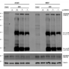 Mouse Anti-DENND4C Antibody [3E8] used in Immunoprecipitation (IP) on Human, Mouse A549, MEF cells (SMC-610)