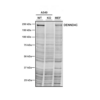 Mouse Anti-DENND4C Antibody [3E8] used in Western Blot (WB) on Human A549, MEF cells (SMC-610)