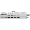 Mouse Anti-RAB1A Antibody [7H4] used in Immunoprecipitation (IP) on Human HEK293 cells overexpressing RAB1A, RAB1B, and RAB1C (SMC-612)