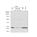 SMC-612_RAB1A_Antibody_7H4_WB_Human-Mouse_A549-WT-and-KO-cells-MEF-mouse-brain-cells_1.png