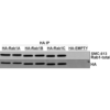 Mouse Anti-RAB1A Antibody [4G10] used in Immunoprecipitation (IP) on Human HEK293 cells overexpressing RAB1A, RAB1B, and RAB1C (SMC-613)