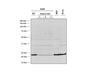 SMC-613_RAB1A_Antibody_4G10_WB_Mouse_A549-WT-and-KO-cells-MEF-mouse-brain-cells