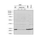 SMC-613_RAB1A_Antibody_4G10_WB_Mouse_A549-WT-and-KO-cells-MEF-mouse-brain-cells_1.png
