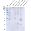 Mouse Anti-RAB3D Antibody [5E9] used in Western Blot (WB) on Human, Mouse, Rat A549, T-47D cells, mouse and rat brain, kidney (SMC-614)
