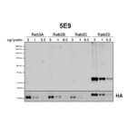 SMC-614_RAB3D_Antibody_5E9_WB_Human_HEK293-cells-overexpressing-RAB3A-RAB3B–RAB3C-and-RAB3D_1.png