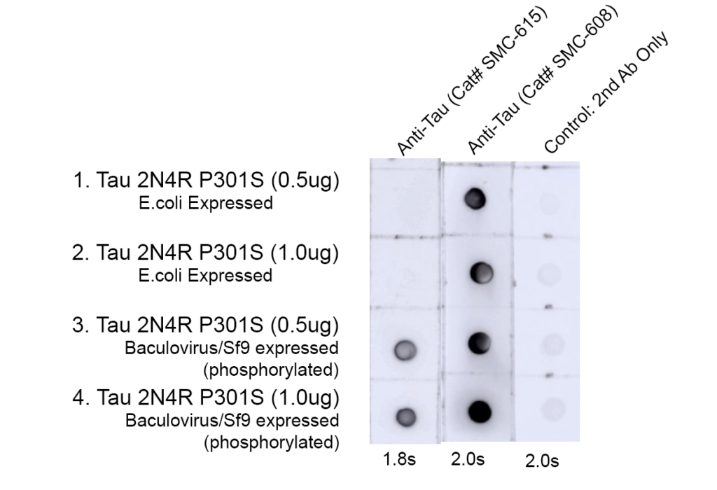 <p>Dot Blot analysis of Tau 2N4R P301S (phospho & non-phospho) showing detection of Tau protein using Mouse Anti-Tau Monoclonal Antibody, Clone 15B7 (SMC-615). Lane 1: hTau 2N4R P301S Monomer(0.5ug). Lane 2: hTau 2N4R P301S Monomer(1.0ug). Lane 3: Recombinant hTau-441 (2N4R) P301S Monomer, Baculovirus/Sf9 Expressed (phosphorylated)(0.5ug). Lane 4: Recombinant hTau-441 (2N4R) P301S Monomer, Baculovirus/Sf9 Expressed (phosphorylated)(1.0ug). Load: 0.5ug, 1.0ug. Block: 5% BSA in TBST. Primary Antibody: Mouse Anti-Tau Monoclonal Antibody (SMC-615) at 1:4 for Overnight, 4C, with shaking. Secondary Antibody: Goat anti-mouse IgG:HRP at 1:4000 for 1 hour at RT with shaking. Color Development: Chemiluminescent for HRP (Moss) for 5 min in RT. Dot Blot performed with supernatants.</p>
