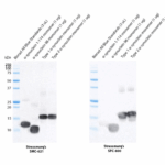 SMC-621_Alpha-Synuclein-N-terminal_Antibody_11D4_WB_Human_Recombinant-Protein_1.png