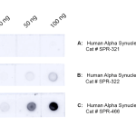 SMC-622_Alpha-Synuclein-Oligomer_Antibody_9D2_DB_Human_1.png