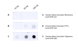 Mouse Anti-Alpha Synuclein Oligomer Antibody [9D2] used in Dot Blot (DB) on Human (SMC-622)