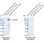 SMC-623_CASPR2_Antibody_FF19_WB_Human_OE-lysate_1.png