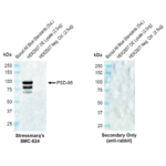 SMC-624_PSD95_Antibody_B14_WB_Human-OE-lysate_1.png