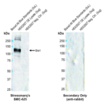 SMC-625_Slo1_Antibody_S22_WB_Human-OE-lysate_1.png