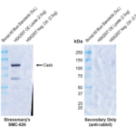 SMC-626_Cask_Antibody_PT55_WB_Human_HEK293-OE-lysate_1.png
