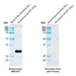 SMC-627_GFP_Antibody_H24_WB_Aequorea_Recombinant-Protein_1.png