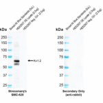 SMC-628_Kv1.2_Antibody_C25_WB_Human_OE-lysate_1.png