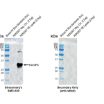 SMC-629_KChIP3_Antibody_X12_WB_Human_Transient-OE-lysate_1.png