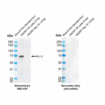 SMC-630_Kv1.3_Antibody_WB_Human_OE-lysate_1.png