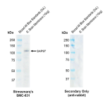 SMC-631_SAP97_Antibody_G28_WB_Rat_brain-membrane-lysate_1.png