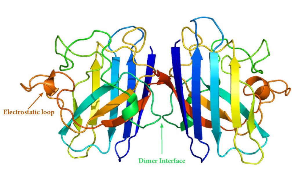 SOD1 Dimer Structure