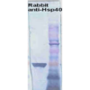 Rabbit Anti-HSP40 Antibody used in Western blot (WB) on Human Cervical cancer cell line (HeLa) lysate (SPC-100)