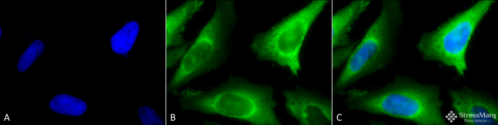 <p>Immunocytochemistry/Immunofluorescence analysis using Rabbit Anti-Hsp40 Polyclonal Antibody (SPC-100). Tissue: Heat Shocked Cervical cancer cell line (HeLa). Species: Human. Fixation: 2% Formaldehyde for 20 min at RT. Primary Antibody: Rabbit Anti-Hsp40 Polyclonal Antibody (SPC-100) at 1:100 for 12 hours at 4°C. Secondary Antibody: FITC Goat Anti-Rabbit (green) at 1:200 for 2 hours at RT. Counterstain: DAPI (blue) nuclear stain at 1:40000 for 2 hours at RT. Localization: Cytoplasm. Magnification: 100x. (A) DAPI (blue) nuclear stain. (B) Anti-Hsp40 Antibody. (C) Composite. Heat Shocked at 42°C for 1h.</p>
