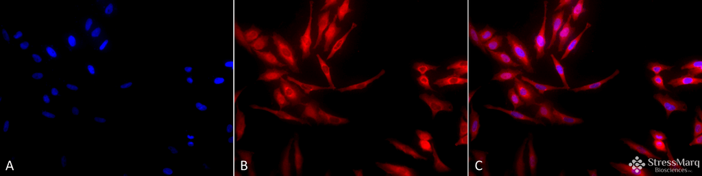 <p>Immunocytochemistry/Immunofluorescence analysis using Rabbit Anti-Hsp40 Polyclonal Antibody (SPC-100). Tissue: Heat Shocked Cervical cancer cell line (HeLa). Species: Human. Fixation: 2% Formaldehyde for 20 min at RT. Primary Antibody: Rabbit Anti-Hsp40 Polyclonal Antibody (SPC-100) at 1:100 for 12 hours at 4°C. Secondary Antibody: APC Goat Anti-Rabbit (red) at 1:200 for 2 hours at RT. Counterstain: DAPI (blue) nuclear stain at 1:40000 for 2 hours at RT. Localization: Cytoplasm. Magnification: 20x. (A) DAPI (blue) nuclear stain. (B) Anti-Hsp40 Antibody. (C) Composite. Heat Shocked at 42°C for 1h.</p>
