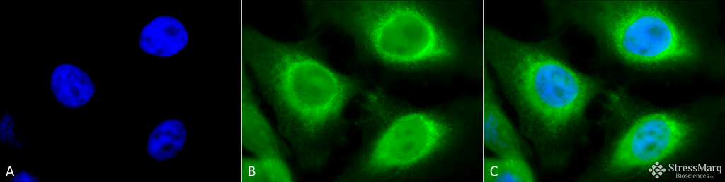 <p>Immunocytochemistry/Immunofluorescence analysis using Rabbit Anti-GRP94 Polyclonal Antibody (SPC-101). Tissue: Heat Shocked Cervical cancer cell line (HeLa). Species: Human. Fixation: 2% Formaldehyde for 20 min at RT. Primary Antibody: Rabbit Anti-GRP94 Polyclonal Antibody (SPC-101) at 1:120 for 12 hours at 4°C. Secondary Antibody: FITC Goat Anti-Rabbit (green) at 1:200 for 2 hours at RT. Counterstain: DAPI (blue) nuclear stain at 1:40000 for 2 hours at RT. Localization: Endoplasmic reticulum lumen. Melanosome. Magnification: 100x. (A) DAPI (blue) nuclear stain. (B) Anti-GRP94 Antibody. (C) Composite. Heat Shocked at 42°C for 1h.</p>
