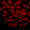 Rabbit Anti-GRP94 Antibody used in Immunocytochemistry/Immunofluorescence (ICC/IF) on Human Heat Shocked HeLa Cells (SPC-101)