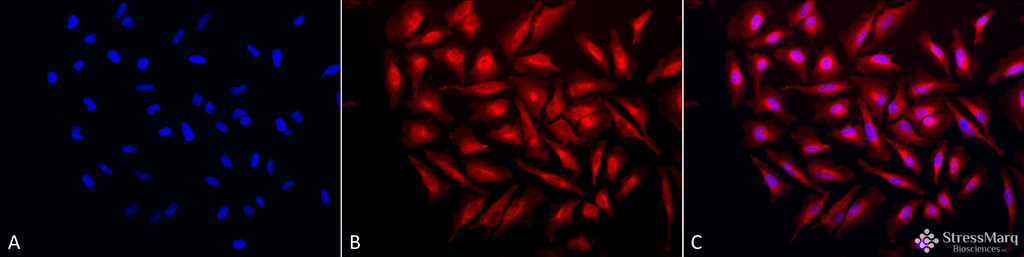 <p>Immunocytochemistry/Immunofluorescence analysis using Rabbit Anti-GRP94 Polyclonal Antibody (SPC-101). Tissue: Heat Shocked Cervical cancer cell line (HeLa). Species: Human. Fixation: 2% Formaldehyde for 20 min at RT. Primary Antibody: Rabbit Anti-GRP94 Polyclonal Antibody (SPC-101) at 1:120 for 12 hours at 4°C. Secondary Antibody: APC Goat Anti-Rabbit (red) at 1:200 for 2 hours at RT. Counterstain: DAPI (blue) nuclear stain at 1:40000 for 2 hours at RT. Localization: Endoplasmic reticulum lumen. Melanosome. Magnification: 20x. (A) DAPI (blue) nuclear stain. (B) Anti-GRP94 Antibody. (C) Composite. Heat Shocked at 42°C for 1h.</p>
