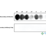 SPC-1032_MST3-pThr184_Antibody_SPOT_1.png