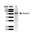 SPC-1036_NuaK1-pThr211_Antibody_WB_Mouse_Brain-Tissue_1.png