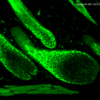 Rabbit Anti-HSP70 Antibody used in Immunohistochemistry (IHC) on Mouse backskin (SPC-103)