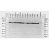 Rabbit Anti-HSP70 Antibody used in Western blot (WB) on Human, Rat brain cell lysates (SPC-103)
