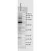 Rabbit Anti-HSP70 Antibody used in Western blot (WB) on Mouse Pam212 cells (SPC-103)