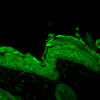 Rabbit Anti-HSP90 Antibody used in Immunohistochemistry (IHC) on Mouse backskin (SPC-104)